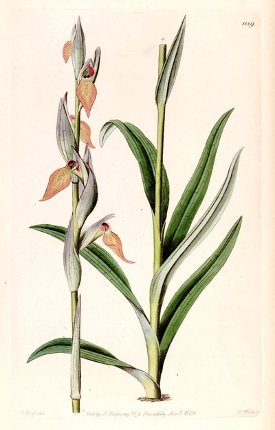 Illustration of Serapias cordigera by M. Hart